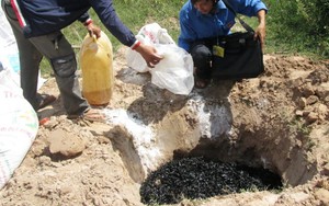 ​Phát hiện và tiêu hủy 72 kg đỉa phơi khô nhập lậu