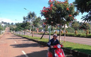 Trồng cây gây hại