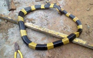 Người dân câu phải rắn cực độc dài 1 mét