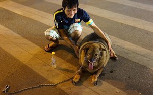 Chú chó béo nhất Hà Nội hàng ngày đi bộ với chủ để... giảm cân
