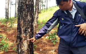 Phó ban quản lý rừng chiếm đất rừng