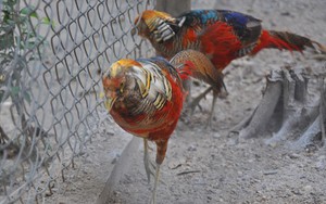 “Giáp chim” tiết lộ bí quyết nuôi trĩ bảy màu sinh sản
