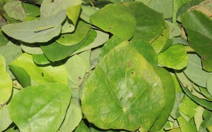 Vào rừng hái lá sâm làm thạch giải nhiệt