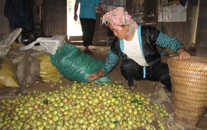 Quả táo mèo: Từ bỏ thối rụng đầy gốc thành hàng hóa bán chạy