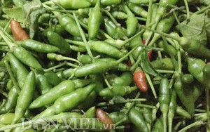 Ớt xiêm rừng tí hon đắt gấp 25 lần ớt thường có gì đặc biệt?