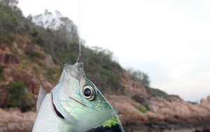 Bí kíp "dụ dỗ" để câu cá gần bờ trên đảo