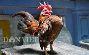 Lạ mắt gà tre "ngực khủng” nhỏ nhất thế giới tại Việt Nam
