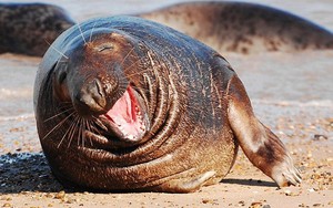 Chú hải cẩu "độc thân vui tính" lăn lộn cười hả hê trên bãi biển