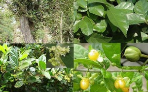 Cây duối chữa bệnh