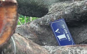 Cận cảnh nơi tập kết cây cổ thụ mới bị “hạ gục” ở Hà Nội