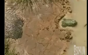 Cảm động ếch mẹ đào kênh dẫn nước cứu đàn con khỏi bị chết khô