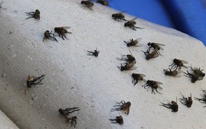 4 chiêu đuổi ruồi, diệt sạch ruồi chỉ trong “nháy mắt”