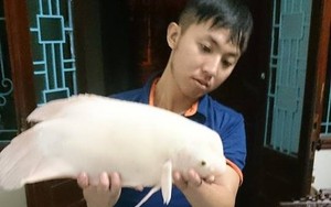 Câu được “quái ngư” ở hồ Tây