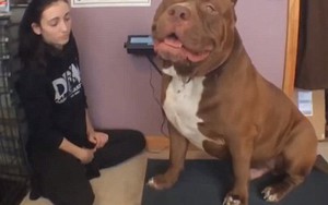 Chú chó pitbull "khủng" nhất thế giới nặng 78,5kg