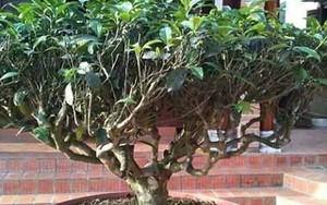 Chơi lạ Hà thành: Trồng vườn chè cổ thụ trên sân thượng