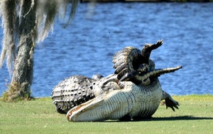 Hai con cá sấu gây sửng sốt khi quyết chiến ngay trên sân golf