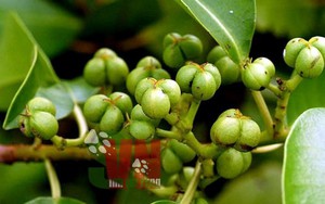 Loài cây gây sẩy thai, "giết" người chóng vánh ở Việt Nam