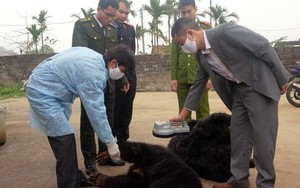 Chuyển gấu nuôi tại Quảng Ninh về trung tâm cứu hộ