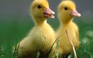 Ngồi tù 3 năm vì cố tình làm chết 9 con vịt con