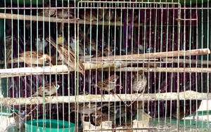 Tận diệt chim sẻ