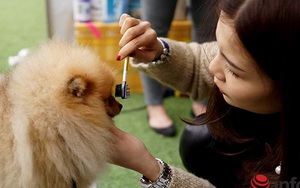 Kỳ công nghề trang điểm cho thú cưng