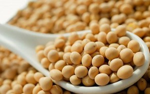 Những người không nên ăn đậu xanh, đậu tương, đậu đen