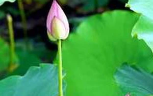 Kinh nghiệm dân gian trị chứng đau đầu