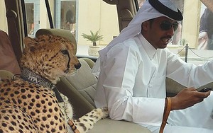 Những thú vui siêu dị của giới siêu giàu tại Dubai