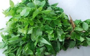 Rau ngót lá xoăn: Mối nguy hại ít người biết