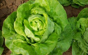 Tác dụng không phải ai cũng biết của rau xà lách