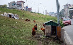 Lạ Hà Nội: Chiếm triền đê nuôi đặc sản gà vườn