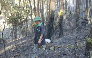 Đốt cành cây trong rừng không may bị chết cháy