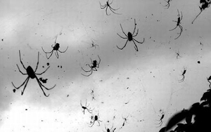 Kinh hãi với cơn mưa đầy... nhện