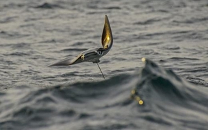 Hình ảnh sốc: Hàng ngàn con cá đuối quỷ bay lên mặt nước