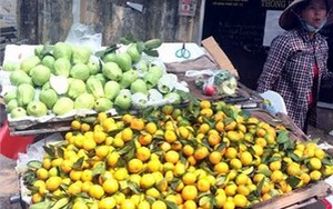 Ăn 80 tấn quýt Tàu siêu ngọt mỗi ngày