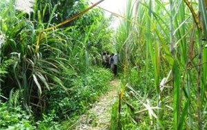 Hung thủ sát hại cô giáo vứt vườn mía là bạn học