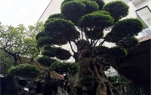 Ngắm cây mai 500 tuổi bậc nhất kinh thành Huế
