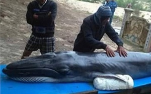 Cá voi tìm đến đền thờ ông ngư... để chết
