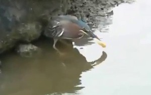 Chim dùng bánh mì "câu" cá: Quá nhanh, quá nguy hiểm!