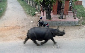 [VIDEO]Tê giác điên cuồng đuổi xe máy, tấn công bệnh viện