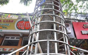Người dân Thủ đô trang bị “áo giáp” bảo vệ sưa đỏ