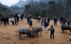 Những màn tỉ thí thót tim ở chợ trâu Cán Cấu