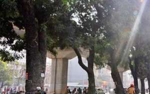 Dự án đường sắt trên cao không yêu cầu chặt cây xanh