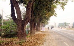 Nơi 'chê' tiền tỷ, giữ bằng được hàng cây ven đường