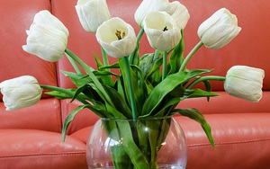 3 loại hoa phá vỡ phong thủy nên kiêng trong nhà