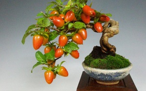 Những cây bonsai hoa quả dễ thương nhất quả đất!