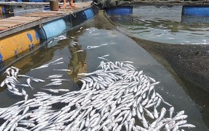 Cá chết trắng bè, người nuôi cá đem đến đổ trước nhà máy
