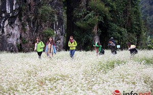 Ngút mắt trước hoa tam giác mạch Hà Giang