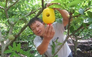 Ông chủ trang trại na: 'Thu tiền tỷ đơn giản lắm'