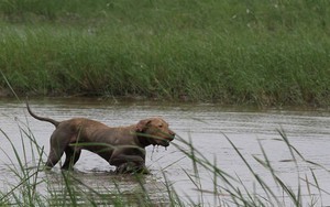 Rộ mốt nuôi chó Pit Bull: Những nguy hiểm rình rập